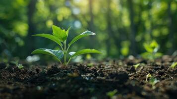 Young Plant Growing in Rich Soil With Green Forest Background photo