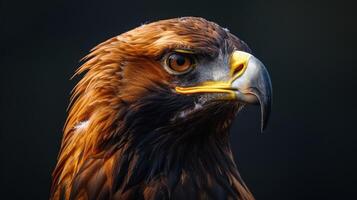 Close Up Portrait of Golden Eagle Head With Yellow Beak Against Dark Background photo