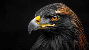 Close-Up Portrait of a Golden Eagle's Head Against a Black Background photo