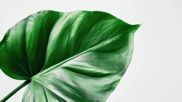 Large Green Monstera Leaf With Unique Patterns Against a White Background in Studio Setting. photo