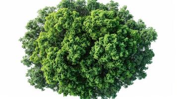 Lush Green Tree Canopy Displaying Abundant Foliage Under Bright Sunlight in Natural Environment. photo