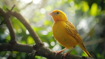 Bright Yellow Canary Standing on White Background During Morning Light. photo