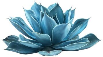Beautiful Blue Agave Plant Displaying Its Vibrant Leaves in Natural Splendor. photo