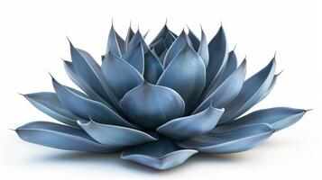 Blue Agave Plant Displaying Unique Leaf Structure Under Bright Natural Light. photo