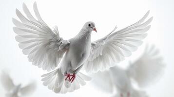 Graceful White Dove in Flight Against a Bright White Background. photo