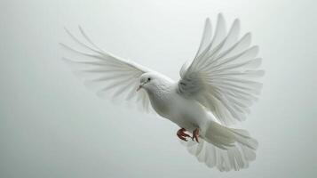 White Dove In Mid-Flight With Outstretched Wings Against Bright White Background. photo