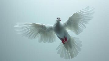 Majestic White Dove in Flight Against a Pure White Background. photo
