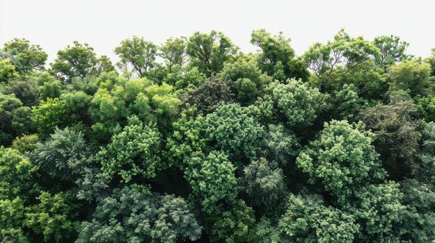 Lush Green Canopy of Diverse Forest Trees Under Bright Sky During Daylight Hours. photo
