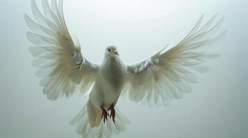 Graceful White Dove Soaring Against a Bright White Background During Daylight Hours. photo