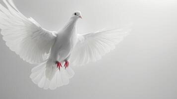 Graceful White Dove Soaring Against A Pure Background On A Sunny Day. photo