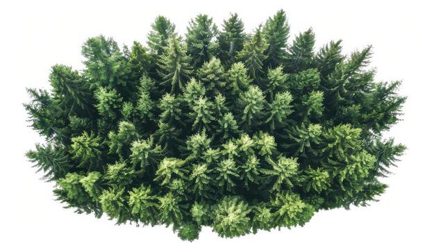 Lush Green Forest Canopy Viewed From Above on a Bright Sunny Day. photo