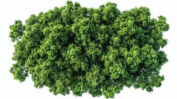 Vibrant Lush Green Canopy Overhead in the Heart of a Flourishing Forest During Midday. photo