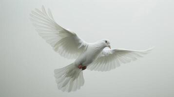 Majestic White Dove Soars Gracefully Against a Bright White Sky in Midday Serenity. photo