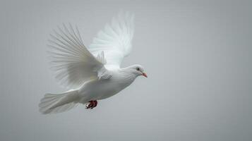 Majestic White Dove Soars Gracefully Against a Cloudless Sky in Early Morning Light. photo