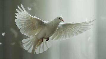 Majestic Pure White Dove In Mid-Flight Against A Bright White Background. photo