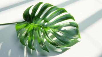 Lush Monstera Leaf Displaying Intricate Patterns in Bright Natural Light Over a White Background. photo