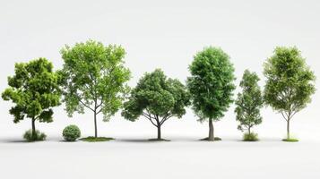 Diverse Collection Of Lush Green Trees Displayed In Progressive Growth Stages Against White Background. photo