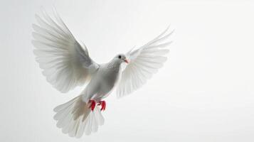 Majestic White Dove in Flight Against a Pure White Background, Symbolizing Peace and Freedom, Capturing the Essence of Nature's Beauty. photo