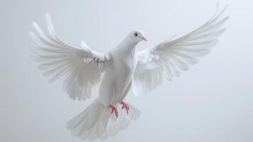Majestic White Dove Soaring Gracefully Against a Bright Background in Natural Light. photo