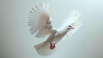 A Majestic White Dove Soars Gracefully Through the Bright Sky at Dawn's First Light. photo