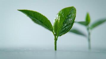 Delicate Green Tea Leaves Glimmering With Dew in Soft Natural Light. photo