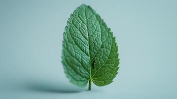 Exploring The Lush Vibrance of Nature Through A Close-Up View Of A Fresh Green Mint Leaf On A Bright Sunny Day. photo