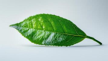 Vibrant Green Leaf Glimmering Under Natural Light Captured in Close-Up During a Bright Morning. photo