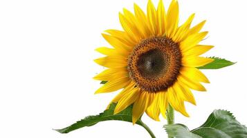 Bright Sunflower Blooming Under Sunlight in a Garden During Summer Afternoon. photo