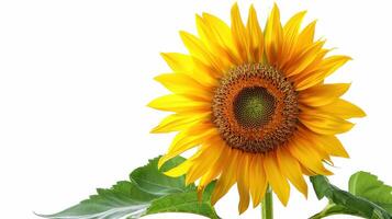 Vivid Sunflower Blooming Brightly Under Warm Sunshine in a Tranquil Garden Setting. photo