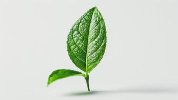 Fresh Green Leaf Sprouting From Soil Surrounded by Clean White Space in Bright Natural Lighting. photo
