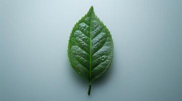 Capturing the Beauty of a Fresh Green Leaf With Water Droplets at Dawn in Nature's Embrace. photo