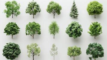 Various Types of Trees Displayed in an Organized Layout Against a White Background. photo