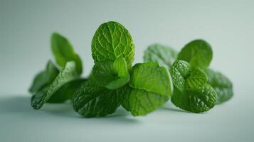 Freshly Harvested Mint Leaves Displayed Elegantly on a White Background for Culinary Inspiration and Garden Enthusiasm. photo