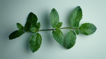 Fresh Mint Leaves Emphasizing Vibrant Green Color Under Soft Studio Lighting. photo