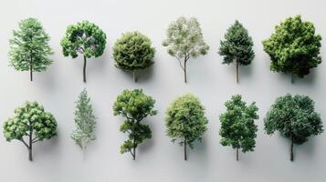 Diverse Collection of Deciduous and Coniferous Trees Displayed on White Background. photo