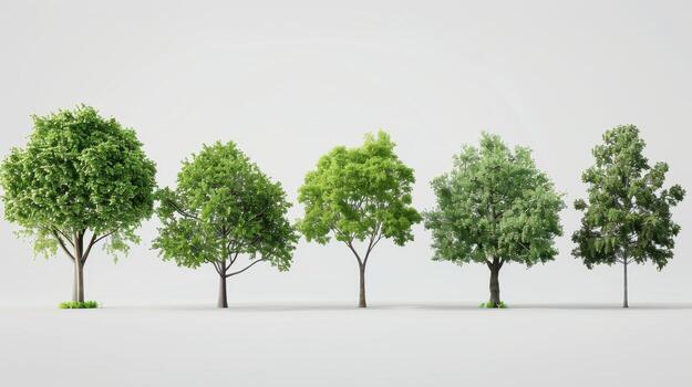 Diverse Tree Varieties Illustrating Seasonal Changes in Foliage Color and Form From Spring to Fall. photo