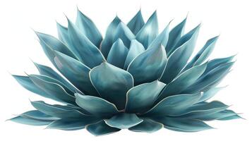 Stunning Blue Agave Plant Displaying Vibrant Succulent Leaves in Natural Setting. photo