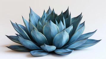 Blue Agave Plant Captured in Bright Lighting Against a Simple Background. photo