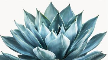 Beautiful Agave Plant in Vibrant Blue Green Shades Growing in Natural Light. photo