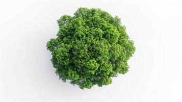 Lush Green Canopy of a Dense Tree Surrounded by White Background Captured From Above. photo