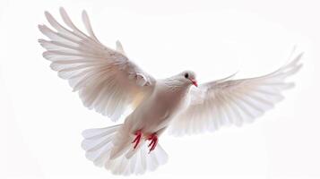 White Dove Soaring Through Bright Blue Sky Against Soft White Background During Daytime. photo
