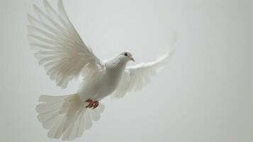 Majestic White Dove In Flight Against A Bright White Background. photo