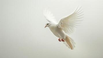 White Dove in Mid-Flight Against a Bright White Background Capturing the Essence of Freedom and Grace. photo