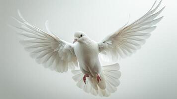 White Dove Gliding Elegantly Through the Air Against a Clear Background. photo