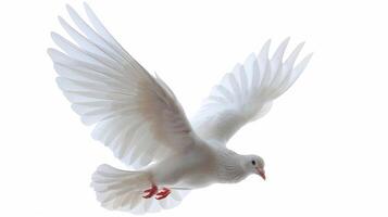 White Dove in Mid-Flight Against a Bright Background Expressing Freedom and Peaceful Spirit. photo