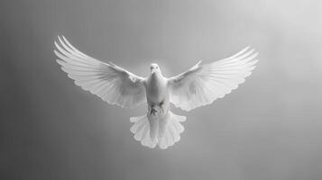 White Dove Spreading Its Wings Gracefully Against a Plain Background in Natural Light. photo