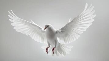 Elegant White Dove Soars Gracefully Against a Pure White Background in Bright Natural Light. photo