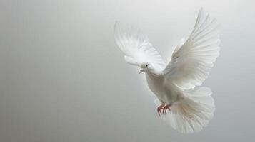 White Dove Taking Flight Against a Clear Background During Daylight Hours. photo