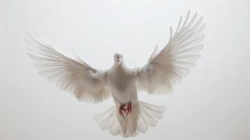 White Dove in Flight With Outstretched Wings Against a Pure White Background. photo