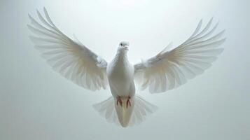 A Majestic White Dove Spreading Its Wings Against a Light Background in Flight. photo